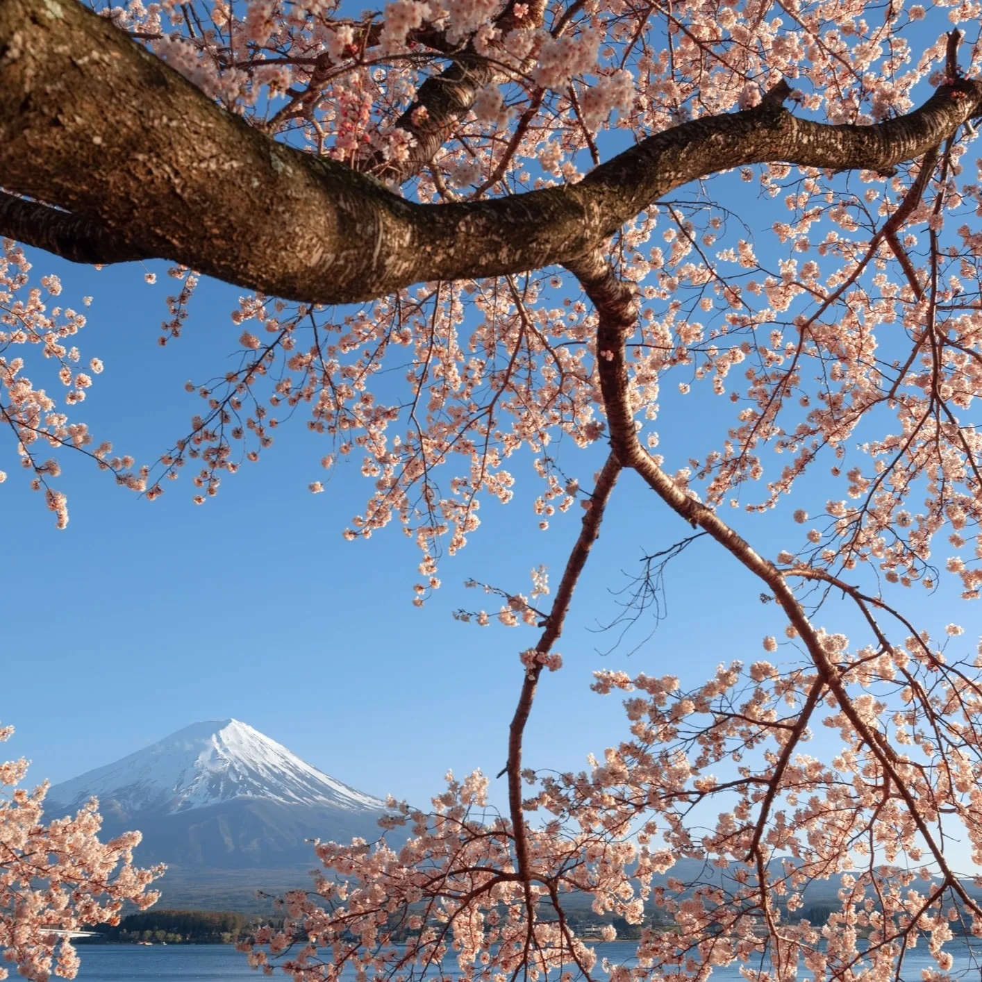 Monte Fuji con cerezos en flor